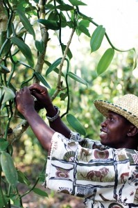 Keto Bernerd shows a vanilla beans on the Ndali Estate in Uganda.